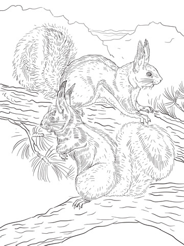 Abert'S And Kaibab Squirrels Coloring Page